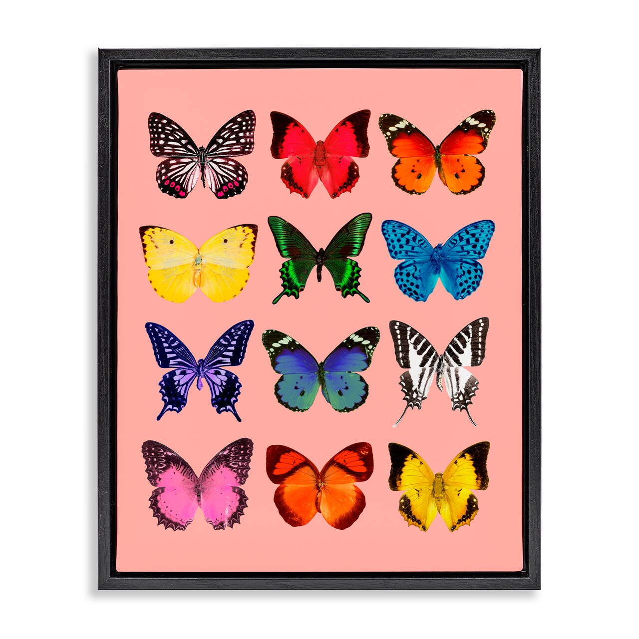 Stupell Industries Butterfly Species on Pink Floating Frame, design by LISH Creative